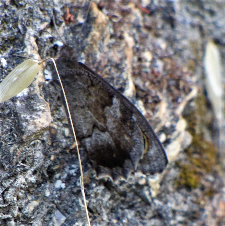 Hipparchia statilinus?  S !  (Nymphalidae Satyrinae)